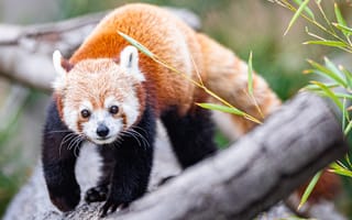 Картинка красная панда, взгляд, животное