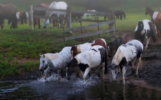 Обои лошади, стадо, вода