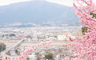 Картинка сакура, город, весна