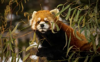 Картинка малая панда, животное, коричневый