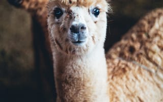 Картинка альпака, животное, милый