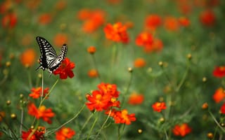 Картинка бабочка, насекомое, черно-белый