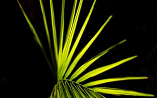 Картинка пальмовый лист, лист, зеленый