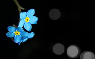 Обои цветы, лепестки, синий
