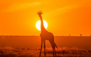 Картинка жираф, силуэт, свет