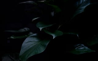 Обои растение, листья, темный