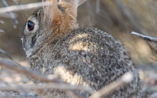 Картинка заяц, животное, уши
