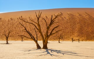Картинка деревья, пустыня, сухой