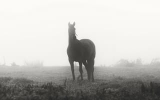 Картинка лошадь, животное, туман