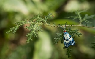 Картинка бабочка, синий, насекомое