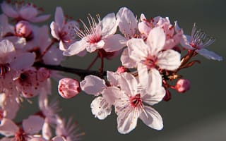 Обои сакура, цветы, лепестки