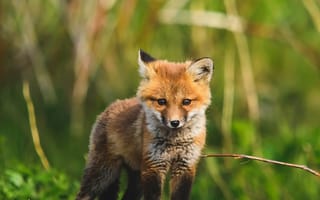 Картинка лисенок, лиса, животное