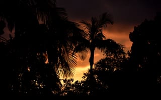 Картинка пальмы, деревья, силуэты