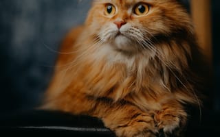 Картинка кот, питомец, пушистый