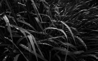 Картинка трава, роса, мокрый