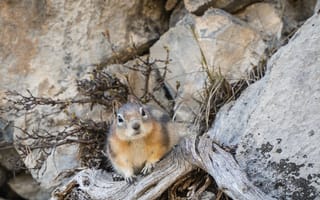 Картинка бурундук, животное, скалы