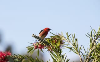 Картинка птица, растения, красный