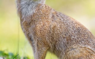 Картинка мангуст, взгляд, забавный