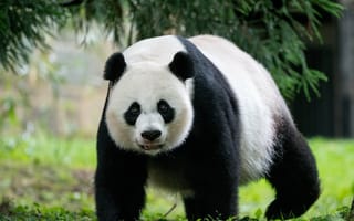 Обои панда, животное, взгляд