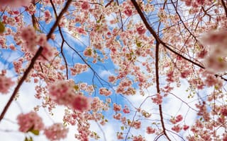 Картинка сакура, цветы, ветки