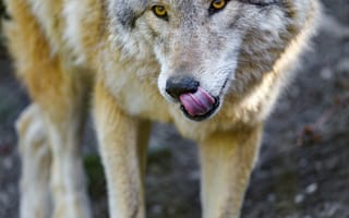 Картинка волк, животное, хищник