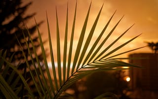 Картинка пальма, лист, закат