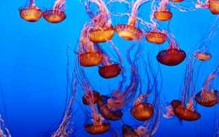 Обои медузы, под водой, вода