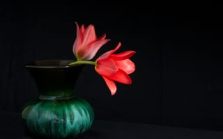 Картинка цветы, лепестки, ваза