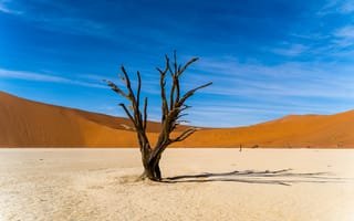 Картинка дерево, пустыня, песок