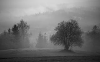 Обои дерево, поле, туман