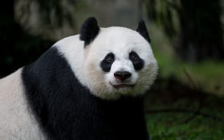 Картинка панда, взгляд, животное