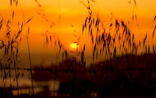 Картинка трава, закат, солнце