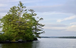 Картинка дерево, ветки, озеро