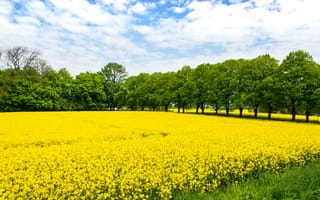 Картинка поле, цветы, желтый