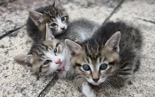Картинка котята, кошки, пушистый