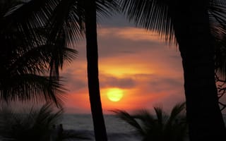 Картинка пальмы, силуэты, закат