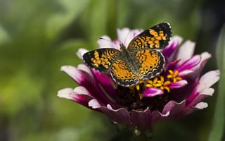 Картинка бабочка, насекомое, цветок