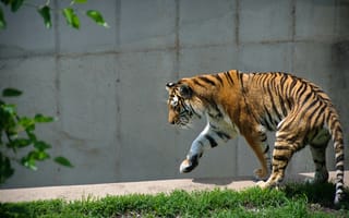 Обои тигр, хищник, животное