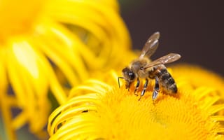 Картинка пчела, насекомое, цветок