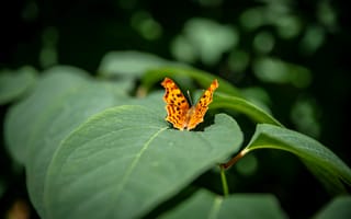 Картинка бабочка, насекомое, листья