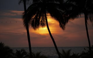 Обои солнце, закат, пальма