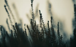 Картинка растения, стебли, туман