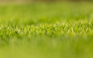 Картинка трава, зелень, растение