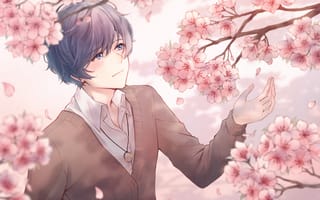 Картинка парень, сакура, цветы