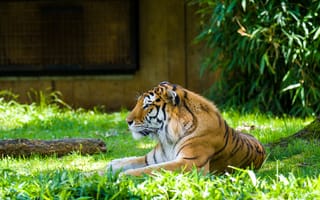Картинка тигр, хищник, животное