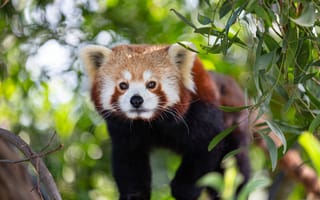 Картинка красная панда, животное, взгляд