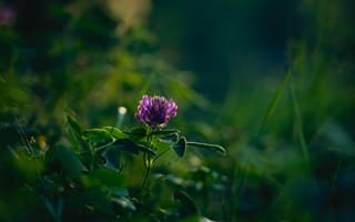 Картинка клевер, цветок, растение