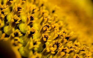 Картинка цветок, пыльца, макро