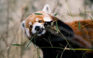 Картинка красная панда, животное, взгляд