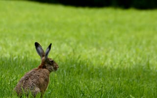 Обои заяц, животное, трава